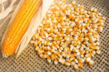 Yellow corn/maize for animal feed grade
