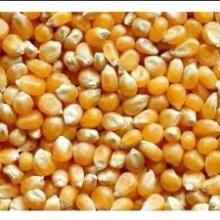 Bulk dried yellow corn