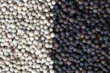 Cheap BLACK PEPPER 500G/L, 550G/L, 600G/L
