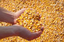 Yellow and white corn for animal feed and human consumption
