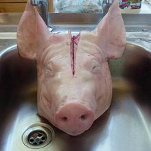 Whole Frozen Pork Meat and Frozen Pork Meat and Parts / Frozen Pork Feet