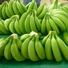 Cavendish Banana