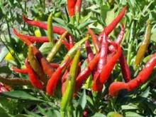 Chilli Pepper