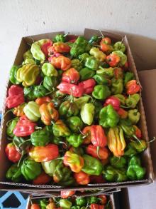 Habanero Pepper