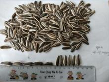 sunflower seed of type 601 280-290pcs/50g