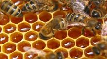 Honey and bee products