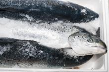 Frozen Norwegian Salmon Fish