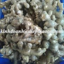 Fresh_Ginger_Root
