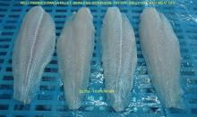 Frozen Basa Fillet