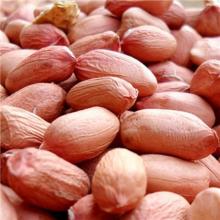 Red Skin Peanut Kernel