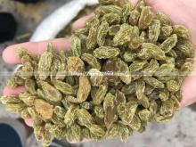 Wholesale Low Prices Bulk Chinese Dried Xinjiang Raisin Green