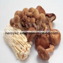 All Kinds of Mushroom (fungi, fungus, edible fungus)