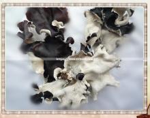 Dried Edible Black Fungus, Wood Ear Fungus