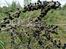 Black Go Ji Berries