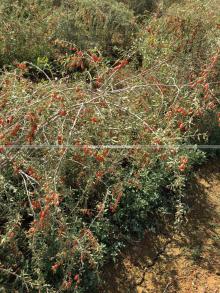 2018 New Goji Berries Red with Certificate