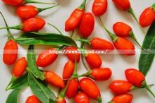 Lycium  Barbarum  2017 Fresh Crop