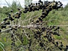 Organic Goji Berries Dried Fruits Plant Extracts Lycium Barbarum