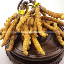 Cordyceps Sinensis Chinese Tibetan Medicine Caterpillar Fungus Tocheikasa