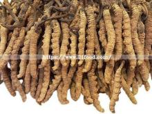Cordyceps Sinensis 100% Natural Dry Wild Plant Extract Fungus