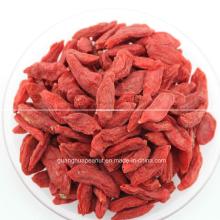 Best Quality Dried Organic  Ningxia   Goji   Berry  From China
