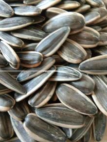 Yellow Sunflower Seed