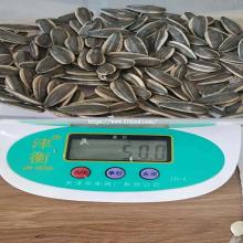 2018 New Sunflower Seed