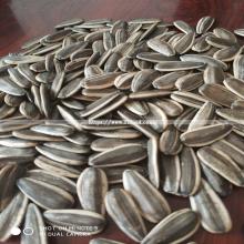 Sunflower Seed with Hulls