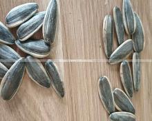 180-190 Size of 361 Type Sunflower Seed 2018 New Crop