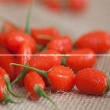 Bio Black Goji Berry with Factory Price