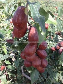 100% Natural Healthy Red Jujube Dates Dried Red Dates