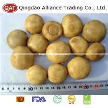 Canned New Crop Wnole Champignon