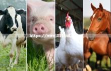 L-Lysine Sulphate Animal Feed Ingredient
