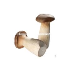 Fresh Pleurotus Eryngii Mushroom