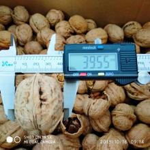 Big Walnut in Shell
