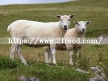 Nutricorn  Mcp - Monocalcium   Phosphate  Feed Grade