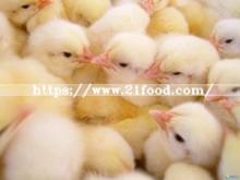 Native Corn Starch Food Grade