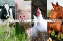 L-Tryptophan Feed Grade with Best Price