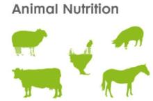 High Quality Choline Chloride 60%/ 70%/ 75% COB/ Silica Feed Grade