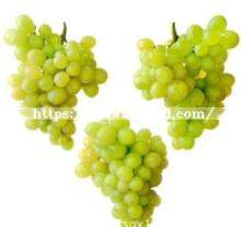 New Crop High Quality Fresh  Green  Grape for  Export ing