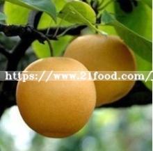 Export New Crop Fresh Good Quality Pear