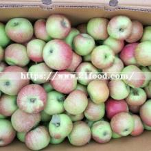 New Harvest Season for Jiguan Apple