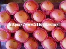 Fresh FUJI Apple, Chinese Apple