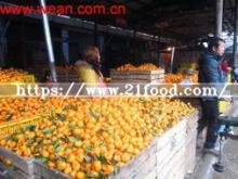 Small Baby Orange (3-5.5cm)