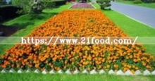 Good Quality Orange