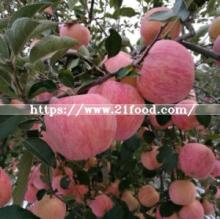  Sweet   Red   Fuji   Apple 