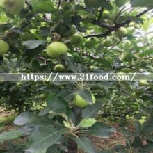 Fresh Green Gala Apple Fruit