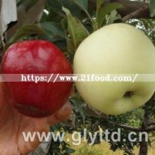 Good Quality Carton Packing Fresh Apple
