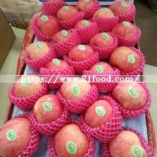 Fresh Grade One Size 100/113/125 Red Paper FUJI Apple for Singapore