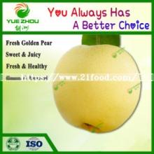 Sweet Pear Fresh Golden Pear 2018  New   Crop  Pear From China for Sale