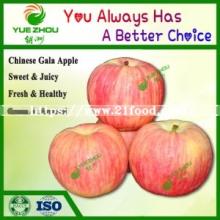 Large Quantity Organic Apple Gala Apple From China with Cheap Price